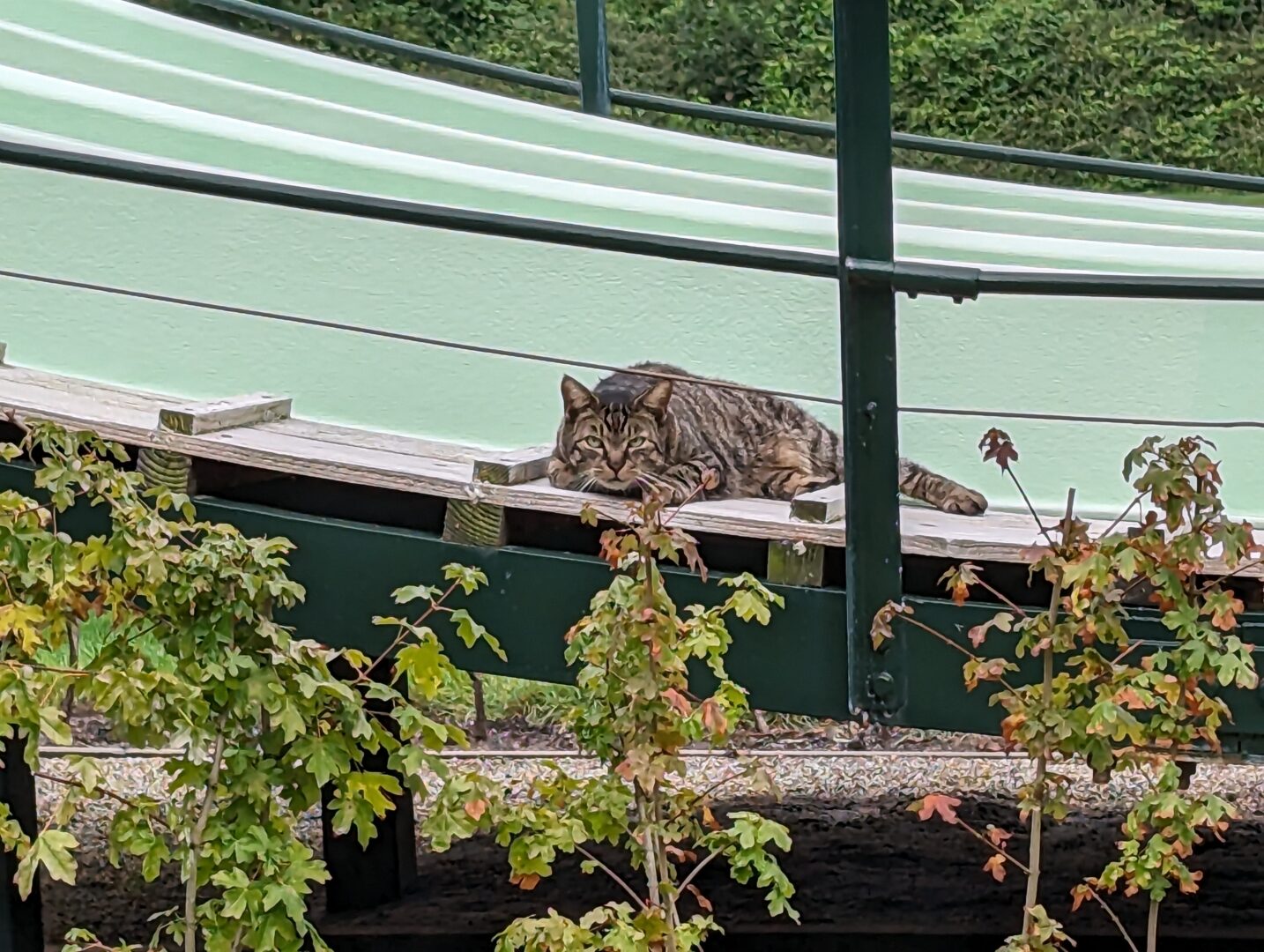 kat op glijbaan poes lui 2